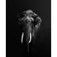 thumbnail image 2 of Guha, Jayanta 20x24 White Modern Wood Framed Museum Art Print Titled - Elephant Portrait, 2 of 4