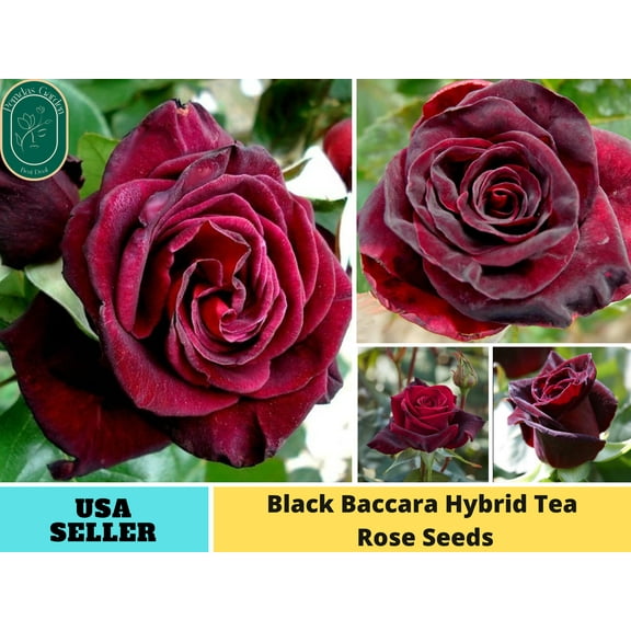 30  Seeds| Black Baccara Hybrid Flower Rose Seeds - Authentic Seeds - Perennial~GMO Free~~Flower seeds ~ Asian Garden~ Herbs B5G1#1050