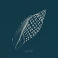thumbnail image 2 of Popp, Grace 26x26 White Modern Wood Framed Museum Art Print Titled - Shell Study on Teal IV, 2 of 4