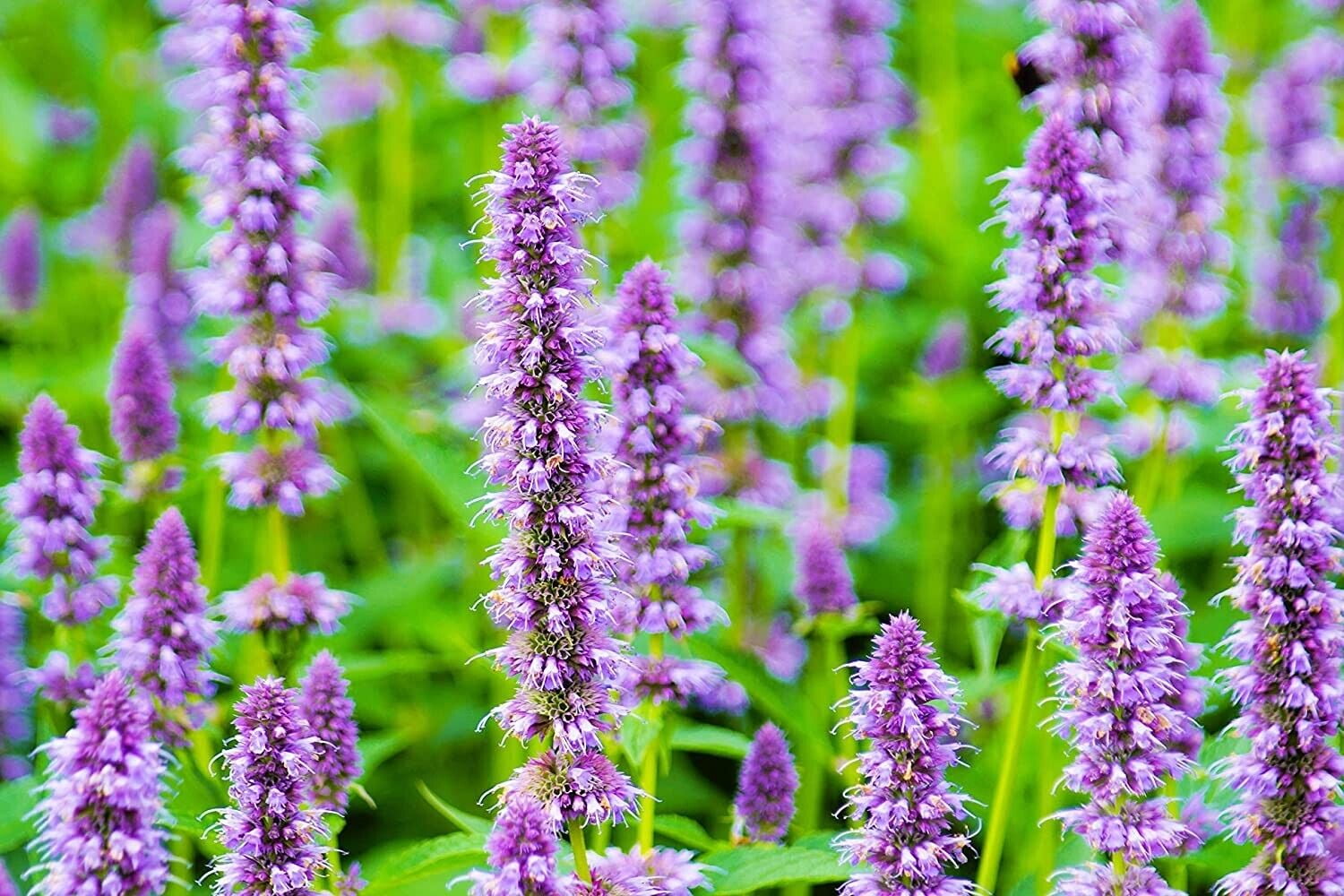Anise Hyssop Seeds for Planting Stunning Wildflowers Agastache