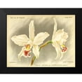 thumbnail image 2 of Goossens, A. 18x15 Black Modern Framed Museum Art Print Titled - Orchid, Laelia Anceps, 2 of 5