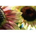 thumbnail image 2 of Tammy Putman 14x11 White Modern Wood Framed Wall Art Titled - Sunflower II, 2 of 5