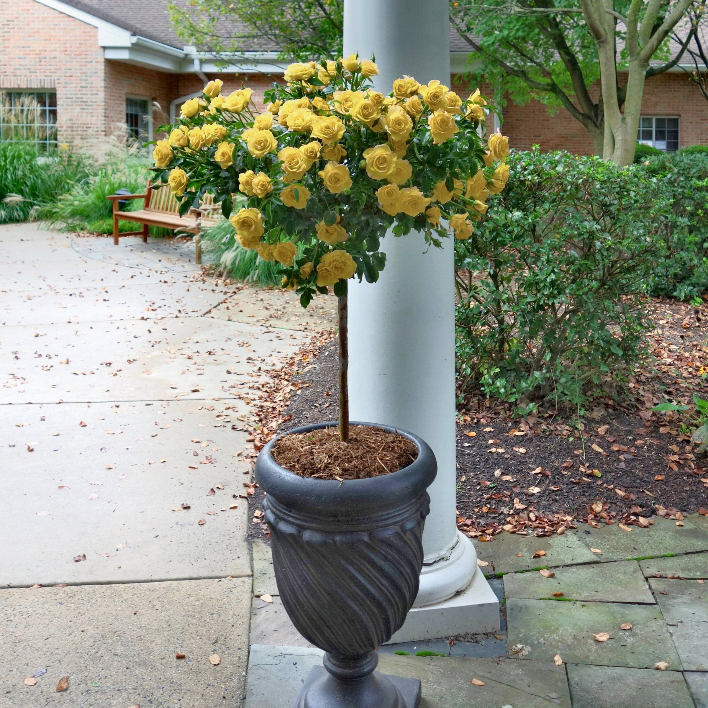 National Plant Network Bare Root Julia Child Tree Rose