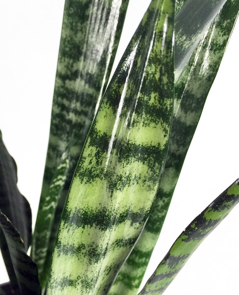Wintergreen Snake Plant, MotherInLaw's Tongue Sanseveria 6" Pot