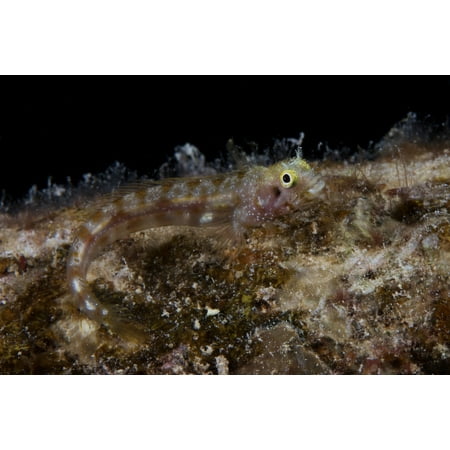 Secretary blenny sits out in the open during a night dive under the salt pier Bonaire Caribbean Netherlands Poster