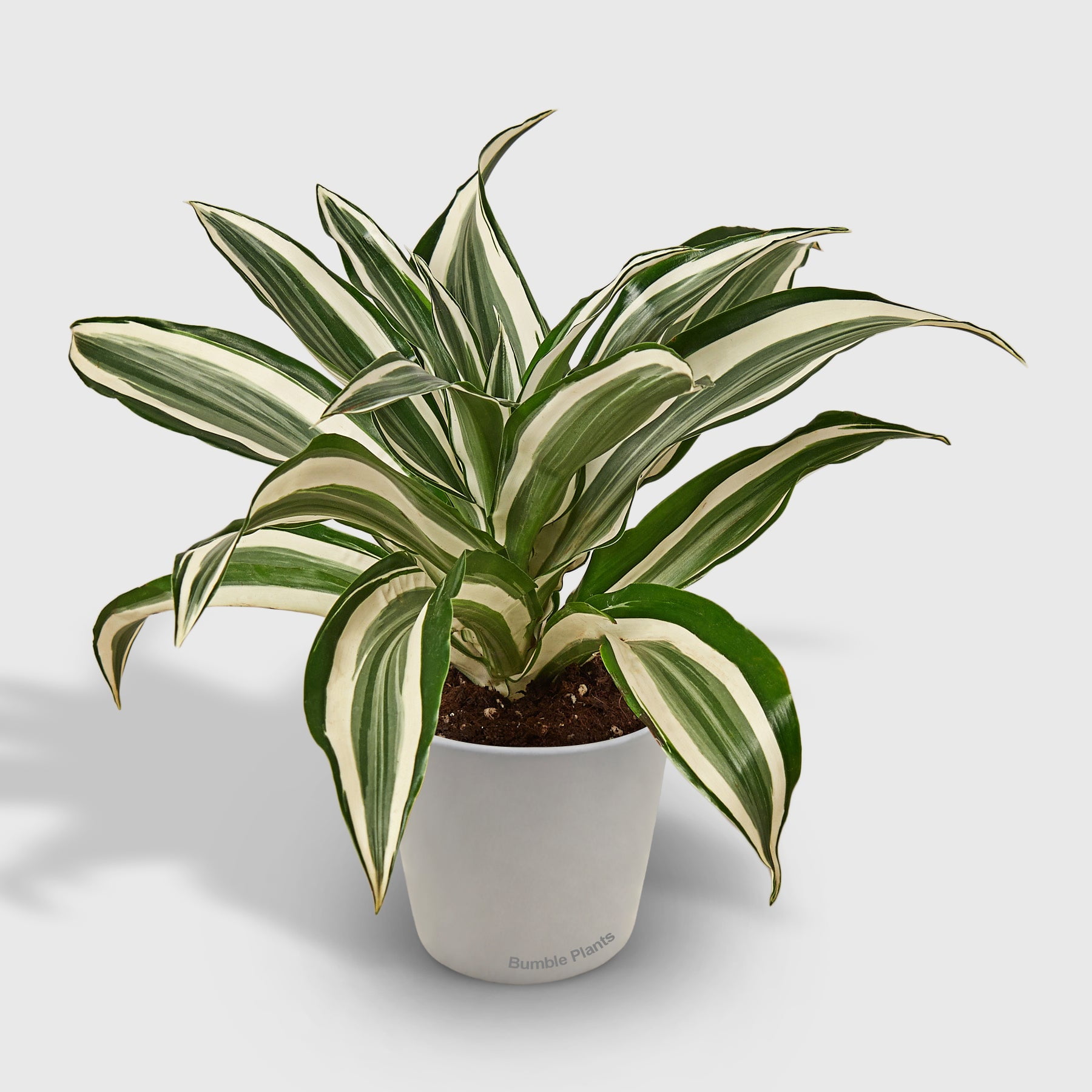 Dracaena 'Warneckii White Jewel' - Live Air-Purifying Indoor Plant in Nursery Pot – Easy Care, Low Maintenance Houseplant for Home & Office Decor, Natural Air Cleaner, Best for Beginners (6"Pot)