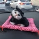thumbnail image 2 of Muñeco de peluche con sonido de gato y gatito de simulación ZTGD con tapete para dormir, decoración del hogar, 2 of 8