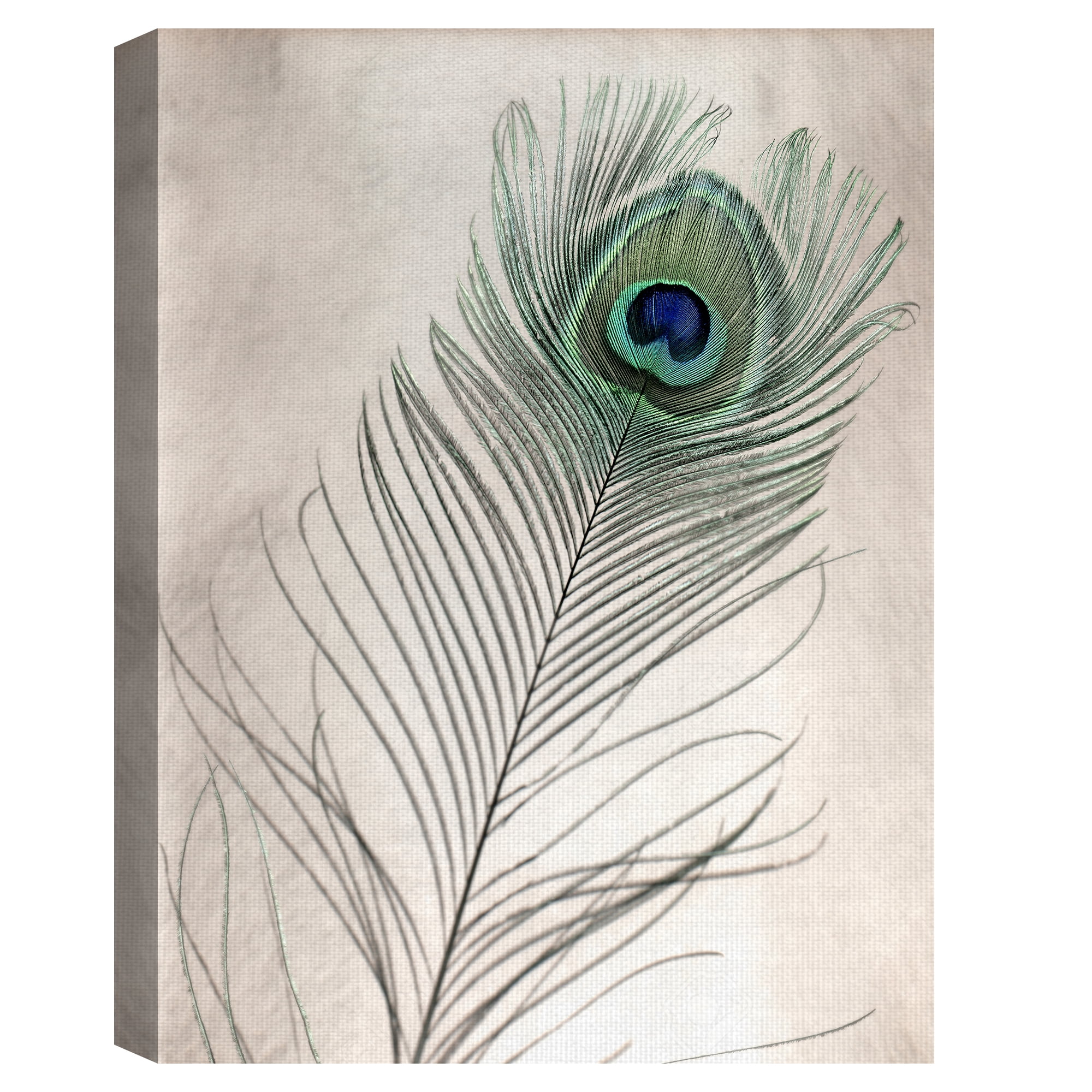 Masterpiece Art Gallery Feathers #11 Peacock By Alan Blaustein Canvas Art Print 18" x 24"
