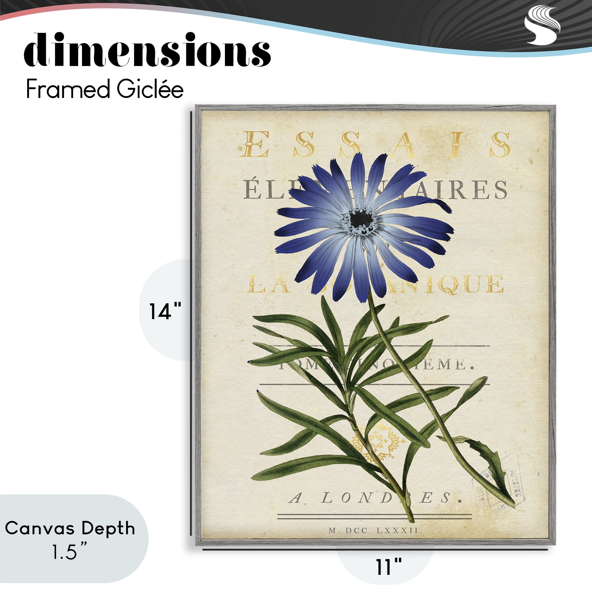 Stupell Industries Natural Botany Daisy Gray Framed Giclee Art, design by Susan Arnot