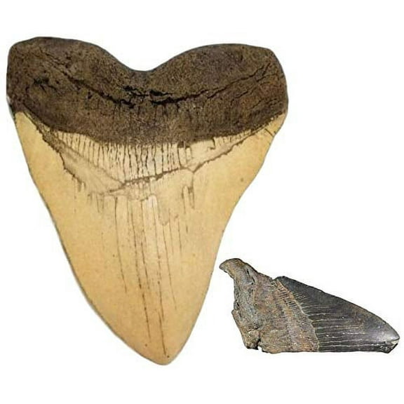 Ivory Megalodon Shark Tooth Replica and Genuine Fossil Megalodon Tooth Partial