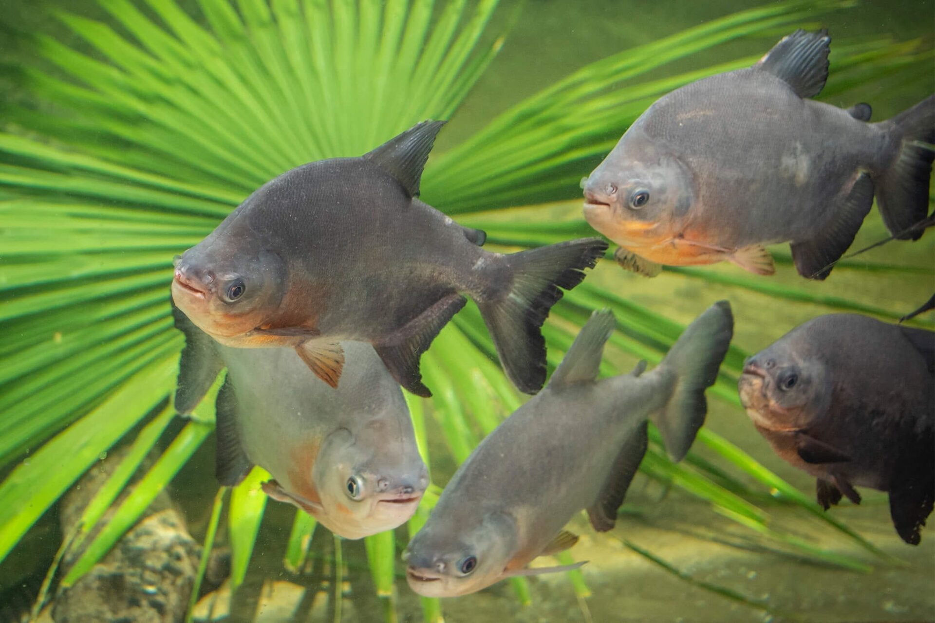 Fresh Water Fish, 3" to 5" Floating Freeze Dried Fish for Monster Tropical Fish, Pacus, Arowanas, Piranhas, Koi Fish, Cats, Hamsters, Rodents, Sugar Gliders, Aquatic Turtles, Reptiles…13oz Bag