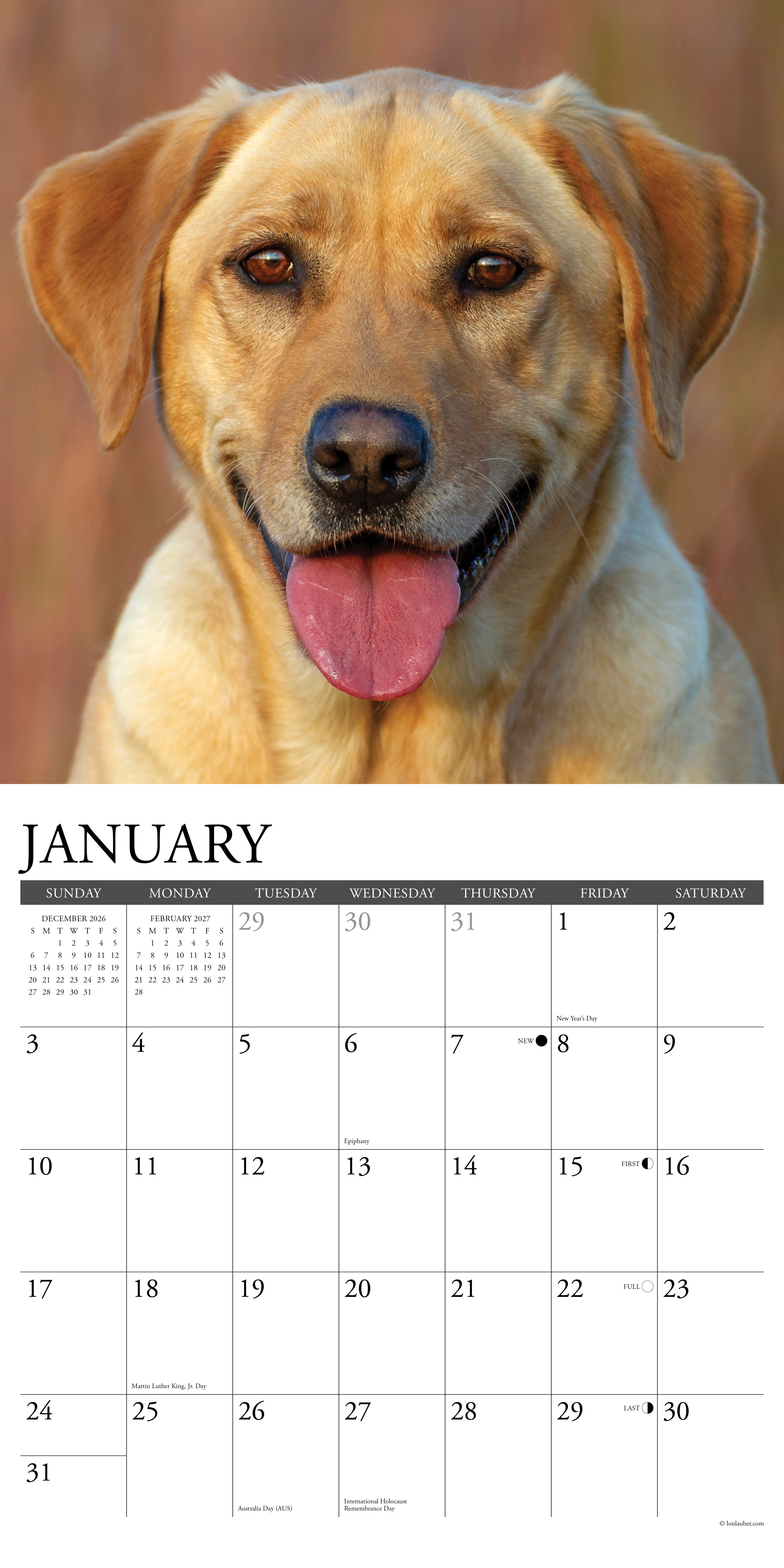 Willow Creek Press, Yellow Labs 2027 Wall Calendar