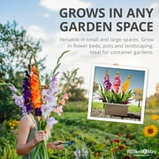 Mixed Gladiolus Flower Bulb Value Bag - 30 Bulbs Per Pack - Mixed Colors - Attracts Butterflies and Hummingbirds - Deer Resistant - Good as Cut Flowers - Perennializing