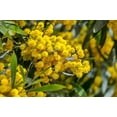 thumbnail image 5 of 10 GOLDEN MIMOSA Acacia Baileyana Yellow Wattle Tree Flower Seeds, 5 of 10