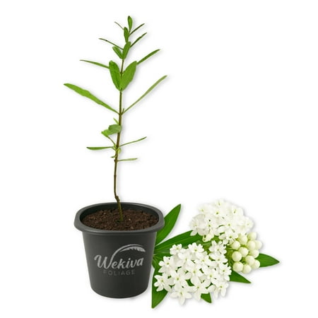White Swamp Milkweed Plant - 1 Live Starter Plant - Asclepias Perennis - Perennial Florida-Native Wildflower Evergreen