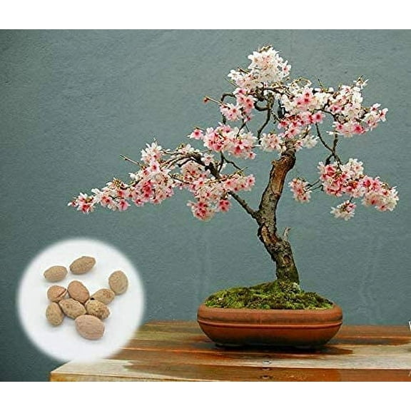 50 Japanese Flowering Cherry Blossom Bonsai Seeds, Sakura Bonsai Seeds - Fresh Exotic Rare Bonsai Seeds -