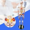 thumbnail image 3 of Modelo de esqueleto humano de tamaño real de 33 ", juguete de aprendizaje temprano de cuerpo entero de 85cm, brazos y piernas extraíbles para en, 3 of 7