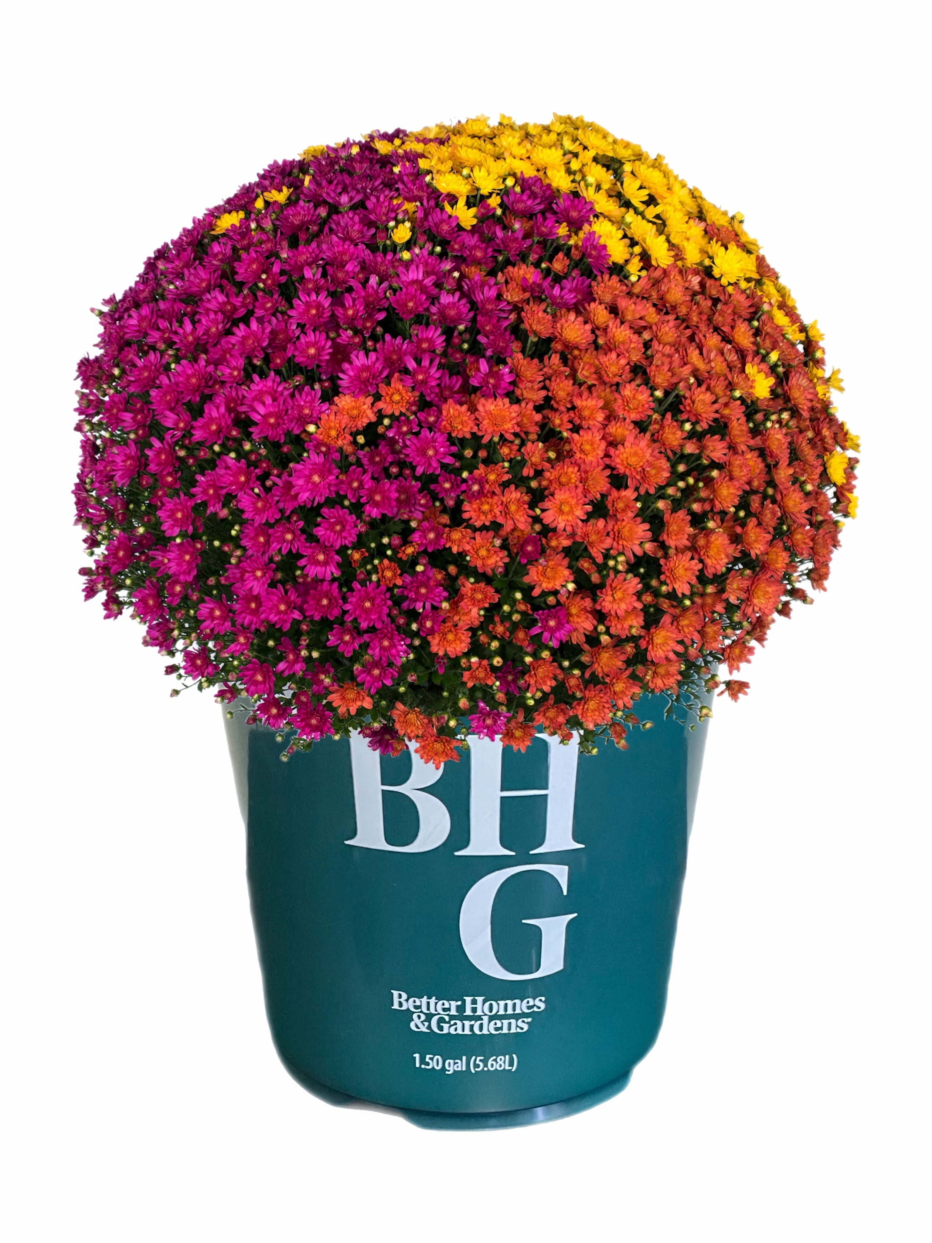 Better Homes & Gardens 1.5G Tricolor Mum Live Plant in Grower Pot