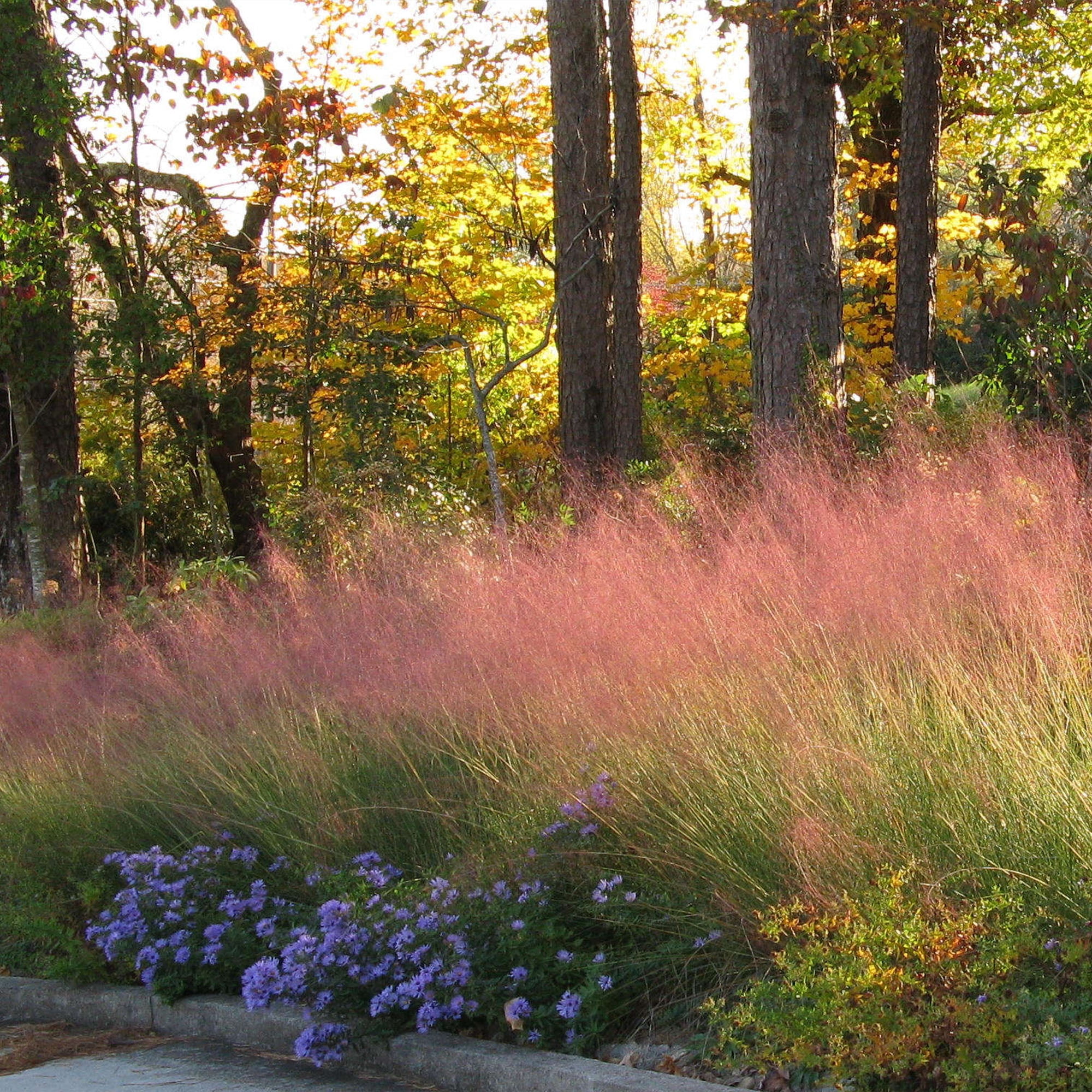 Pink Muhly Grass Live Plant (2.25 Gallon)
