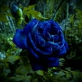 thumbnail image 2 of 30+ Seeds|Midnight Supreme Rose Seeds - Authentic Seeds - Perennial~GMO Free~~Flower seeds ~ Asian Garden~ Herbs B5G1#1067, 2 of 5