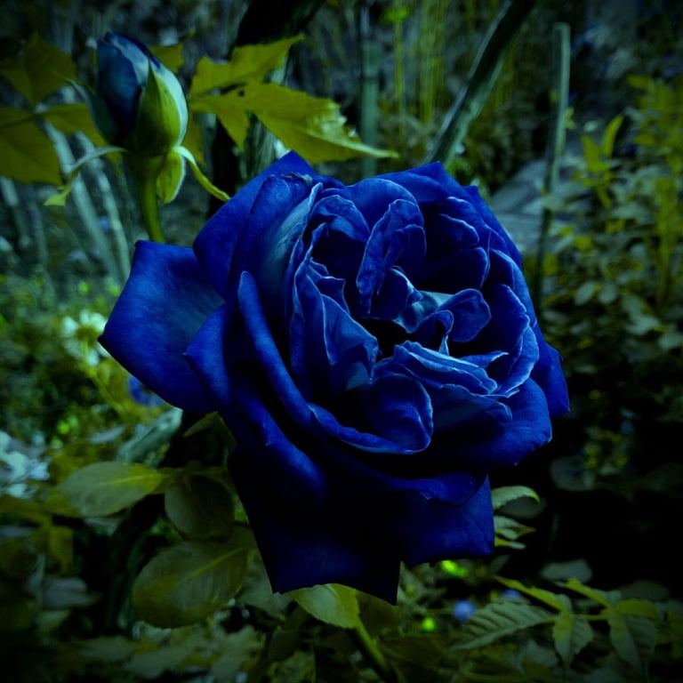 Walmart 30+ Midnight Supreme Rose Flower Seeds, GMO Free, Asian