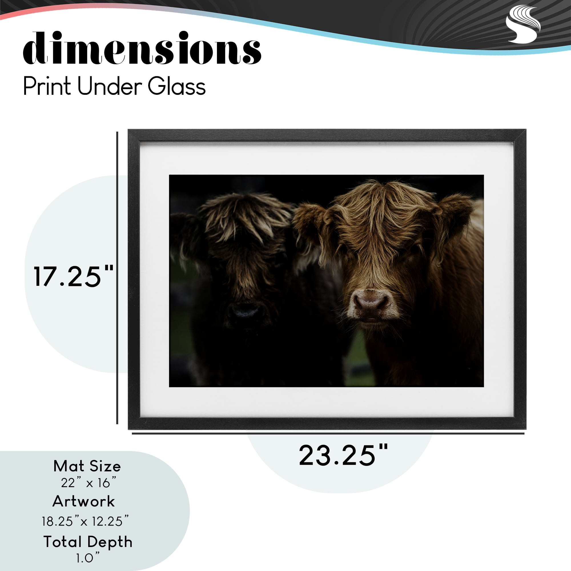 Cow Faces Highland Pair Black Framed Print Under Glass, design by Amy Carroll