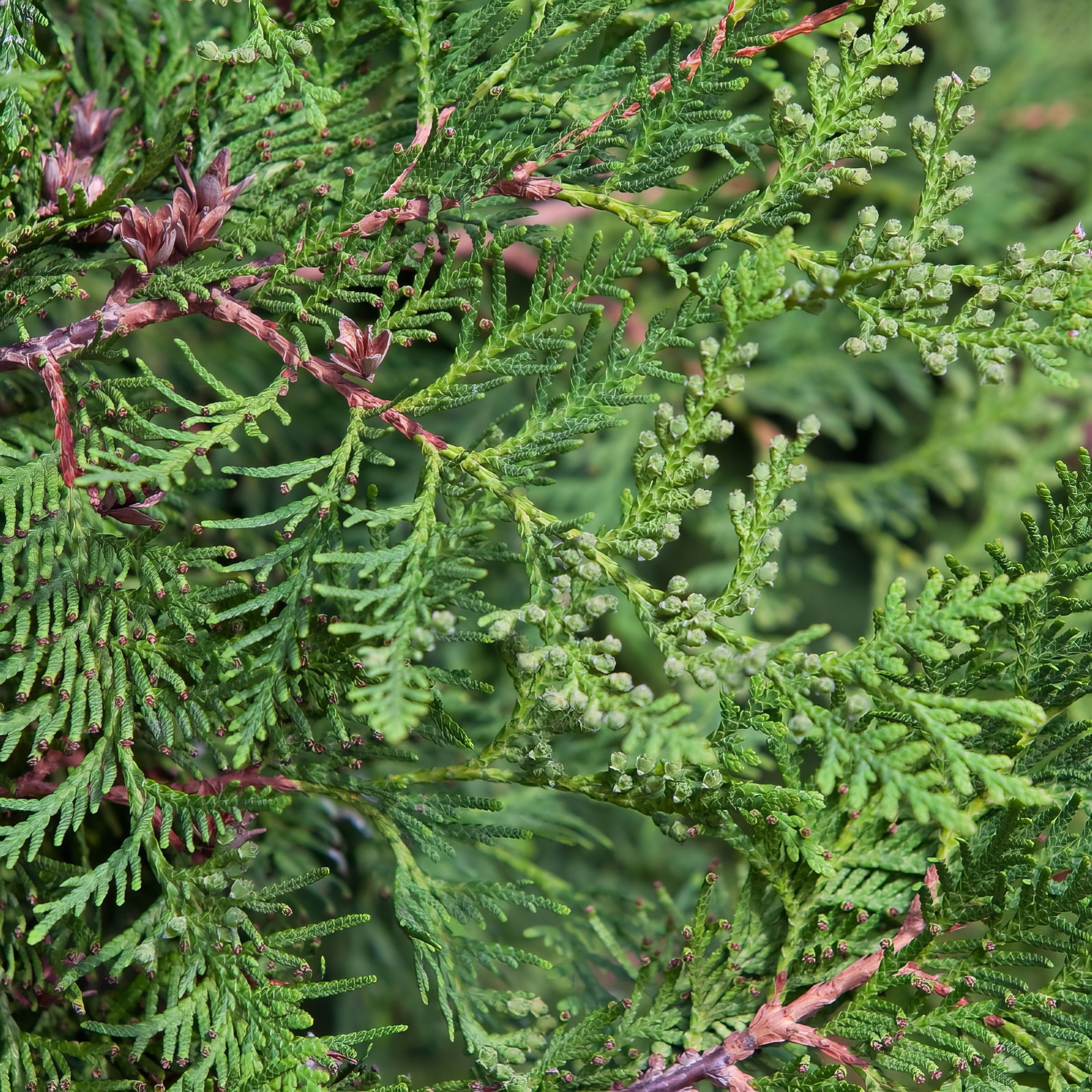 National Plant Network Live Shrub 3 gal Arborvitae 'Emerald Green' with Full Sunlight