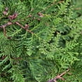 thumbnail image 5 of National Plant Network Live Shrub 3 gal Arborvitae 'Emerald Green' with Full Sunlight, 5 of 5