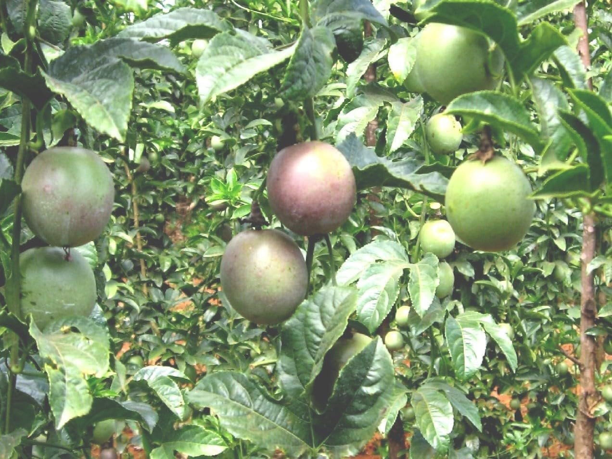 Giant Granadilla Passion Fruit Plant - 2 Live Starter Plants - Edible Fruit Bearing Vine for The Patio and Garden