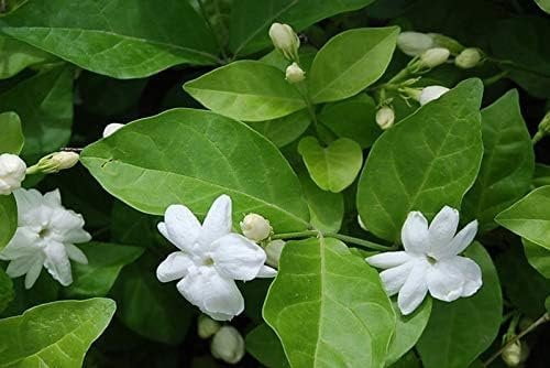 Sambac Jasmine Plant  3 Live Plants  Jasminum Sambac  Fragrant White Blooms  Ideal for Indoor & Outdoor Planting  Aromatic Addition to Gardens & Patios  Lush & Decorative Foliage