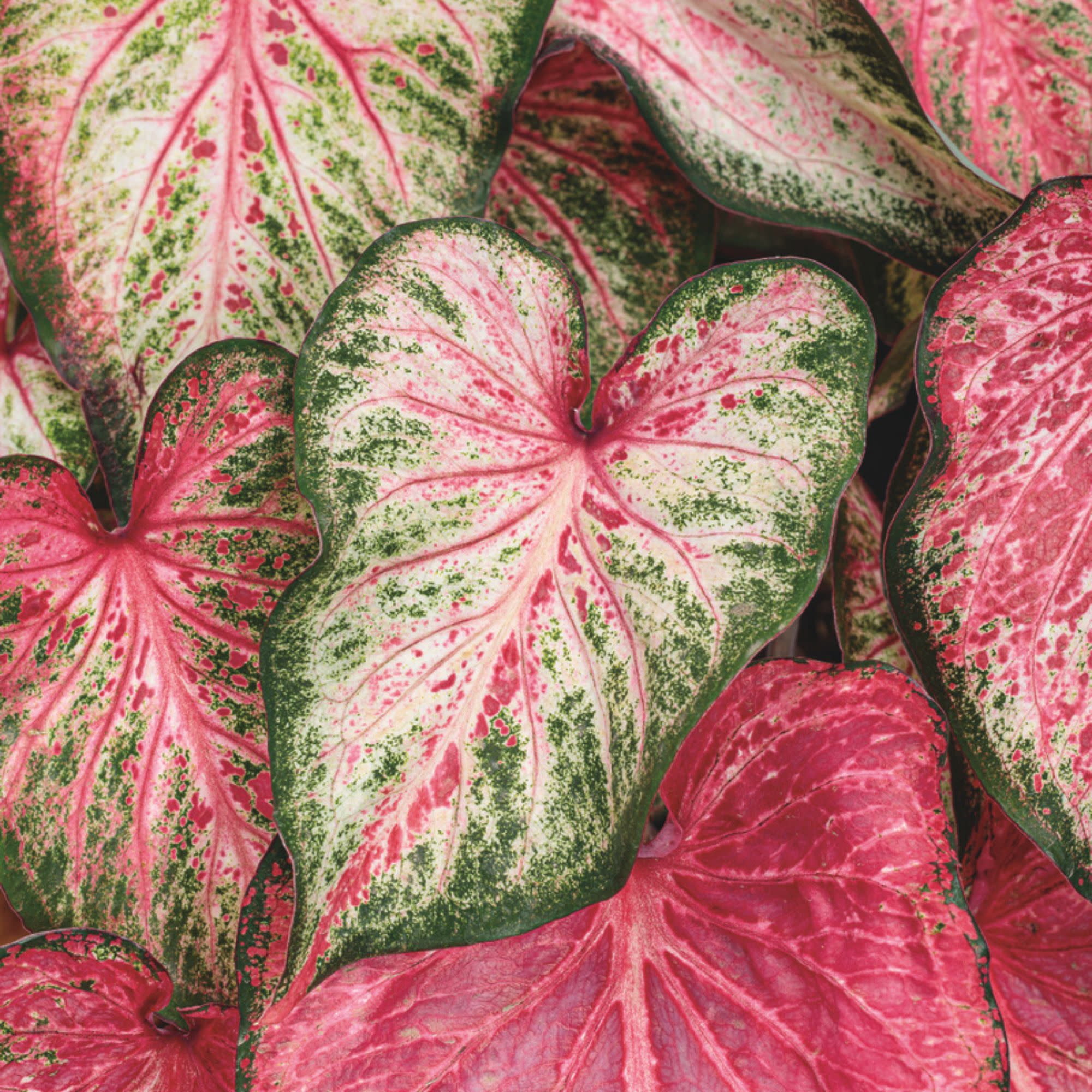Proven Winners 5" Multicolor Heart to Heart 'Blushing Bride' Sun or Shade Caladium Live Plant in 4.5" Pot