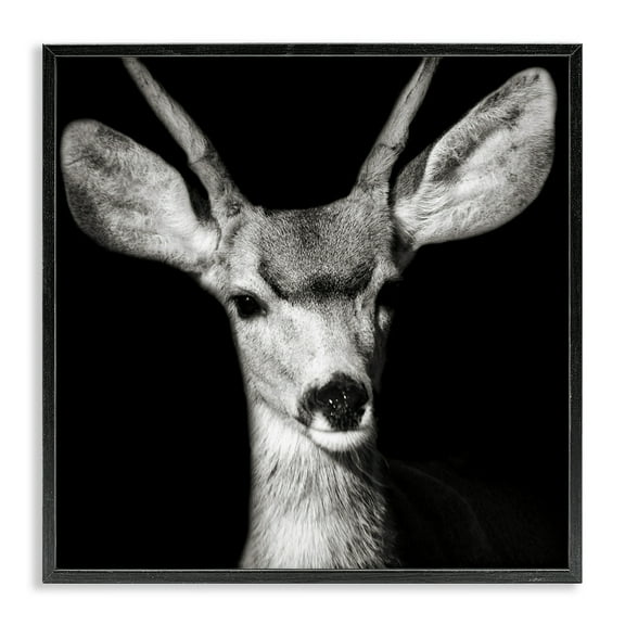 Stupell Industries Gazing Deer Portrait Animals & Insects Photography Black Framed Art Print Wall Art, 12 x 12