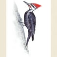 thumbnail image 3 of CafePress - Pileated Woodpecker Light T Shirt - Men's Classic Graphic T-Shirt, 3 of 4