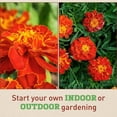 thumbnail image 4 of Harris Seeds - Marigold Safari Red Seeds - Extra-Large Blooms - 500 Seeds, 4 of 7