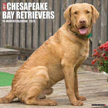 Chesapeake Bay Retrievers 2026 12 X 12 Wall Calendar, (Hardcover)