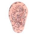 thumbnail image 2 of Ear Acupuncture Model, Learning Ear Acupuncture Model Stimulation Ergonomic Silicone  for Home, 2 of 7