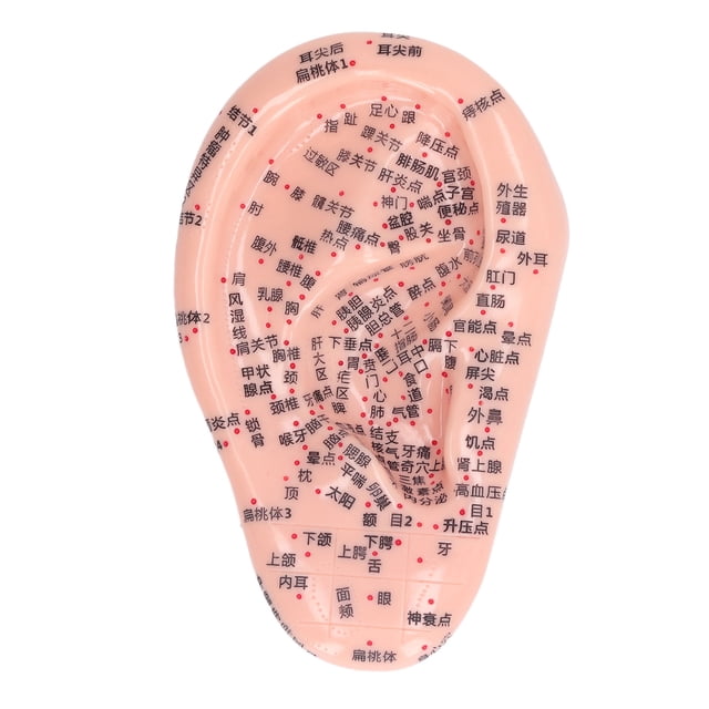 Modelo de puntos de acupuntura de oreja, modelo de acupuntura de oreja de 6,7 pulgadas Modelo de acupuntura de oreja Modelo de acupuntura de oreja de aprendizaje impulsado por el rendimiento