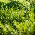 thumbnail image 3 of Better Boxwood Renaissance (2 gal.) Evergreen Full Sun Perennial Shrub with Glossy Green Foliage, 3 of 10