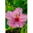 thumbnail image 2 of Engelbrecht, Jim 17x24 White Modern Wood Framed Museum Art Print Titled - Hibiscus, 2 of 4
