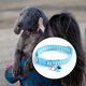 thumbnail image 5 of Collar para perros Native Pup Thin Blue Line, 5 of 5