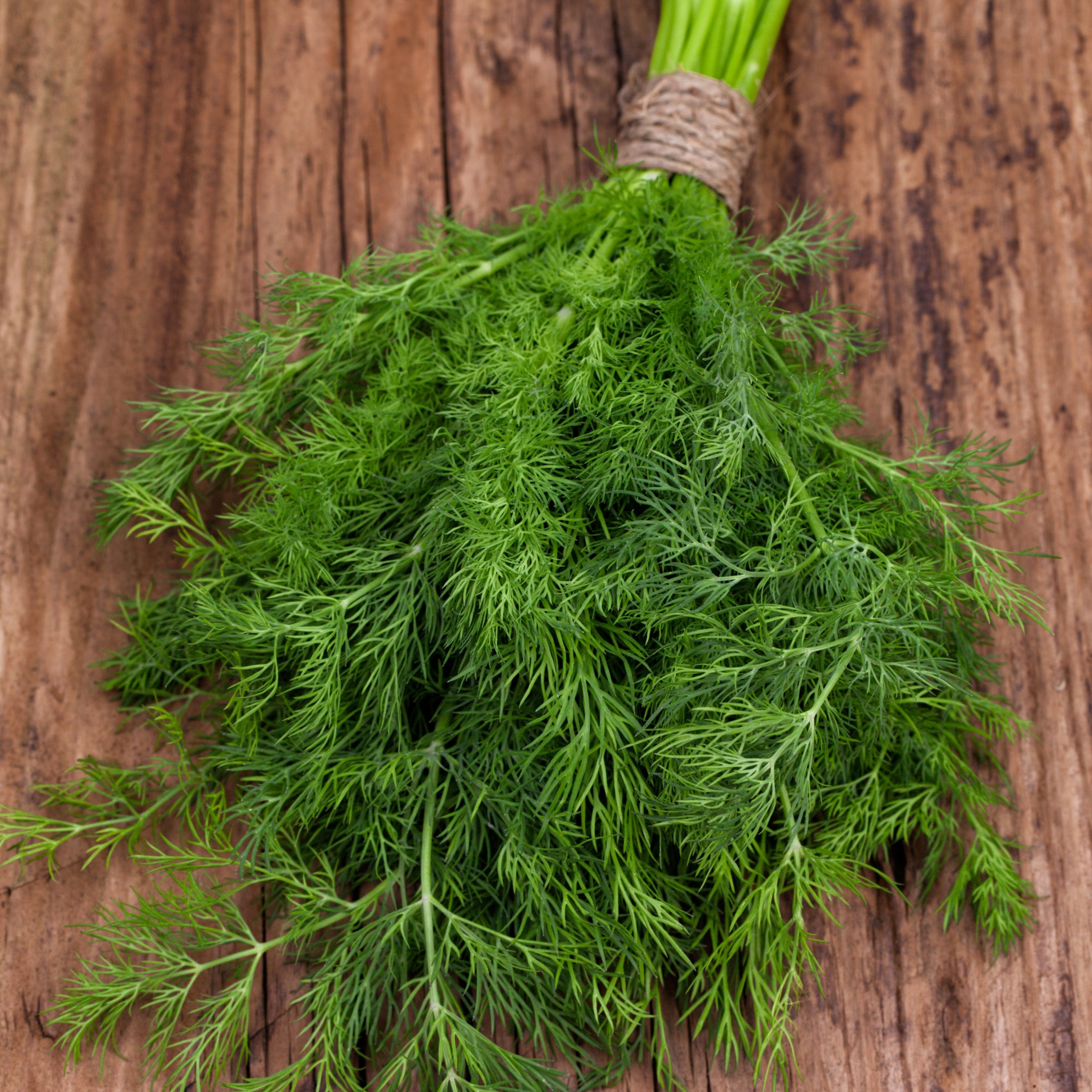 Proven Winners 4" Hedger Dill Dill Live Herb Plant in 4.25" Pot (4 Count)