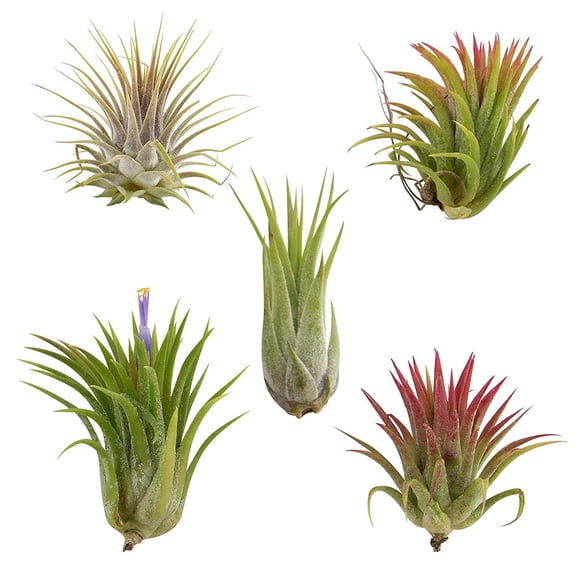 Ionantha Color Changing Air Plants 1"-2", 5 Pack