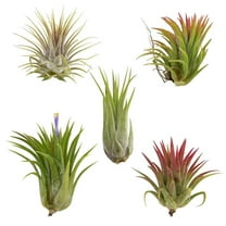 Ionantha Color Changing Air Plants 1"-2", 5 Pack