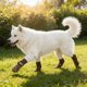 thumbnail image 4 of Calcetines impermeables antideslizantes para perro Pack de 4 – Suela ajustable con correa, botines antideslizantes para interiores y exteriores, poliéster transpirable, marrón gris, varias tallas, 4 of 6