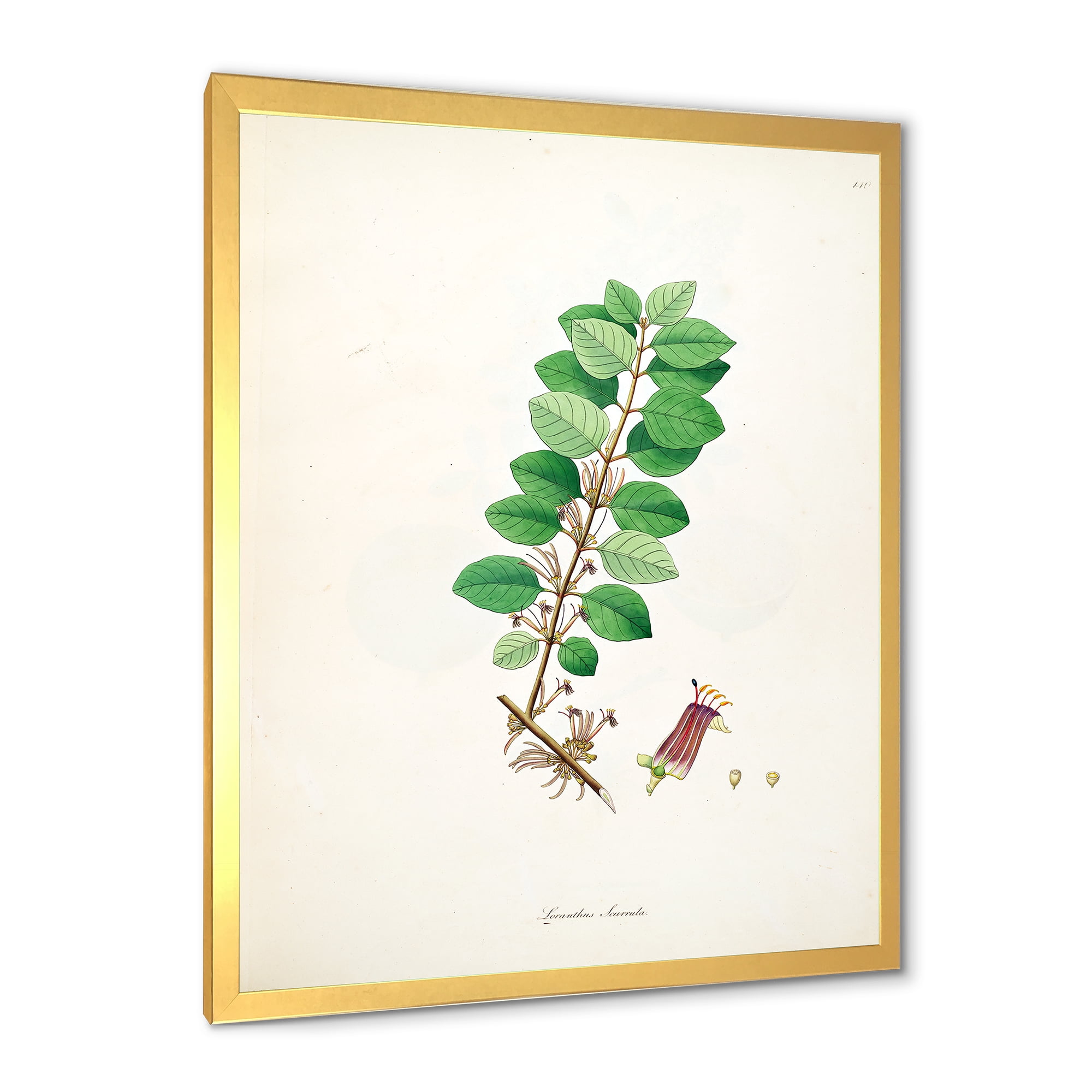 Designart 'Ancient Plant Life XVII' Farmhouse Framed Art Print