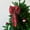 red A, variant on Christmas Gingham Ribbon Bows with Twist Tie Red and Green Buffalo Check Premade Bows for Gift Wrapping Basket Wedding Baby Shower Brithday Party