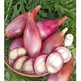thumbnail image 4 of HJADGG Seeds Shallot Onion Banana Red Long Tropic Vegetable Heirloom Non-GMO for Planting, 4 of 8
