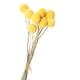 thumbnail image 4 of 10 piezas de flores secas naturales de Craspedia para decoración de cocina y oficina. 08 a 1cm, 4 of 9