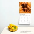 thumbnail image 4 of Adorable Puppies | 2024 12x24" 18 Month Wall Calendar | Jul '23 - Dec '24 | Plato, 4 of 8