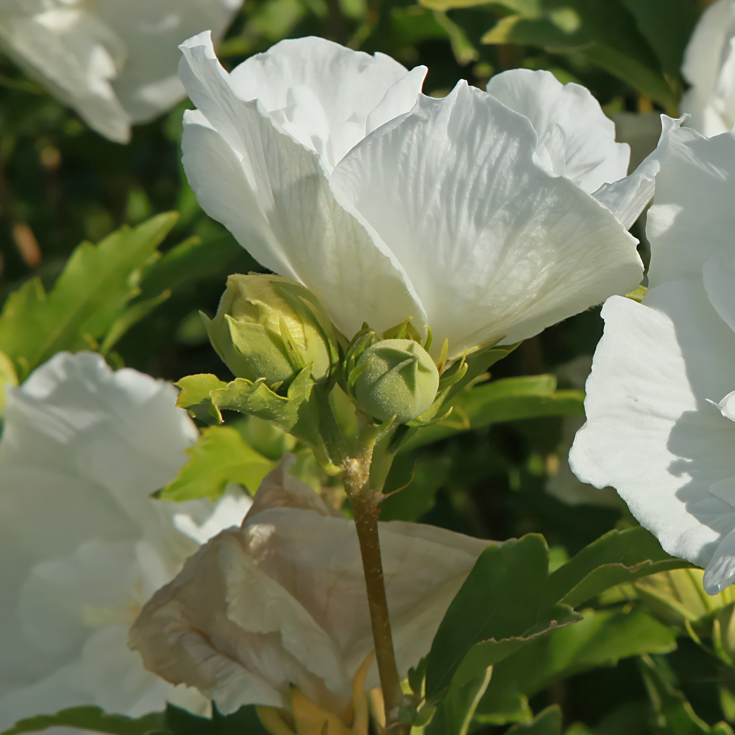 National Plant Network 3 gal. Hibiscus White Pillar Live Shrub